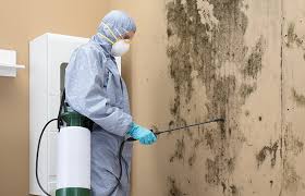 Best Attic Mold Removal  in Cedar Falls, IA